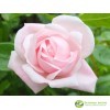 Роза плетистая розовая Нью Даун