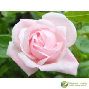Роза плетистая розовая Нью Даун